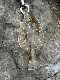 ソゲの釣果