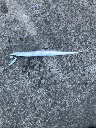 タチウオの釣果