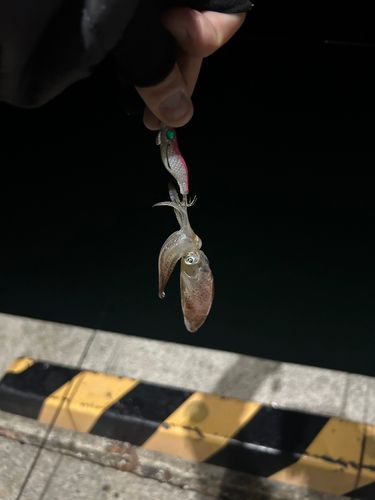 イカの釣果