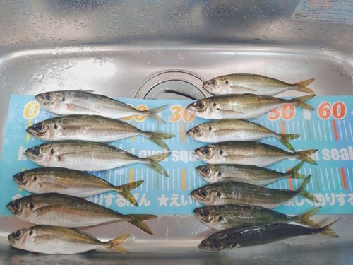 アジの釣果