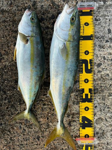 フクラギの釣果