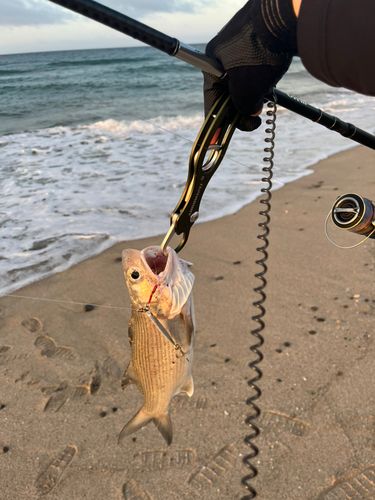 ツバメコノシロの釣果