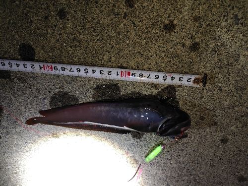 ドンコの釣果