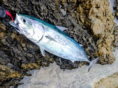 カツオの釣果