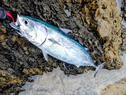 カツオの釣果