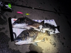 クロダイの釣果