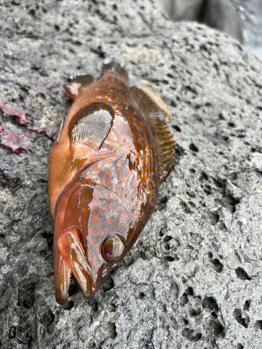 キジハタの釣果