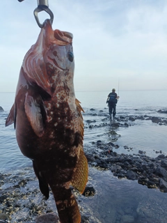 キジハタの釣果