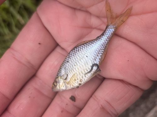 タナゴの釣果・釣り情報まとめ【2026年最新】 - アングラーズ | 釣果