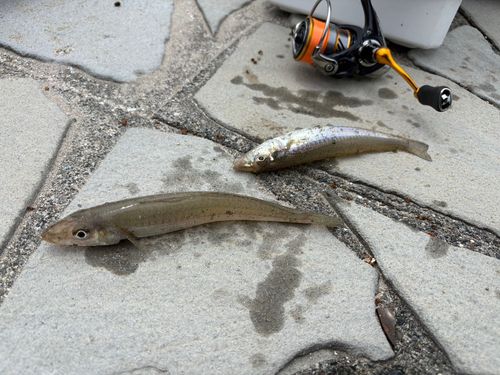 キスの釣果