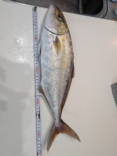 ネリゴの釣果