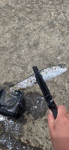 イワシの釣果