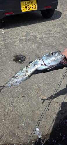 サバの釣果