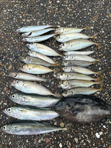 アジの釣果