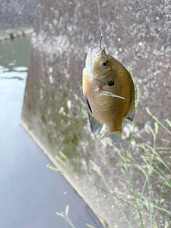 ブルーギルの釣果