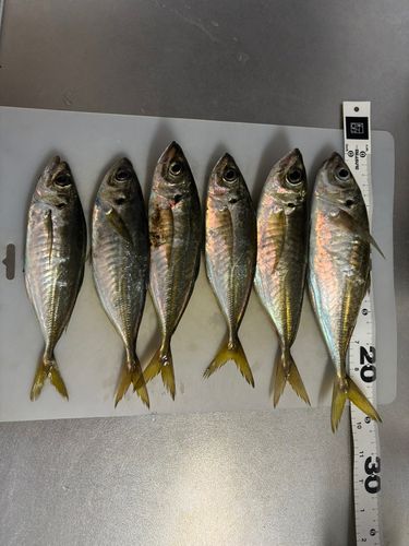 アジの釣果