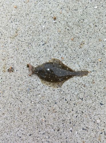 カレイの釣果
