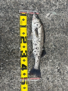 セイゴ（マルスズキ）の釣果
