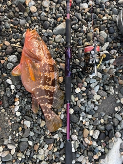 キジハタの釣果