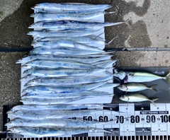 タチウオの釣果