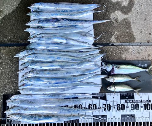 タチウオの釣果