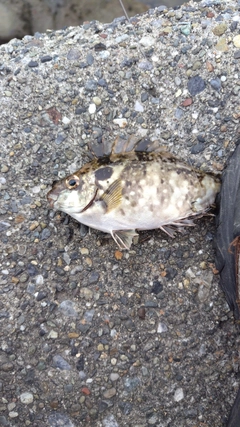 アイゴの釣果