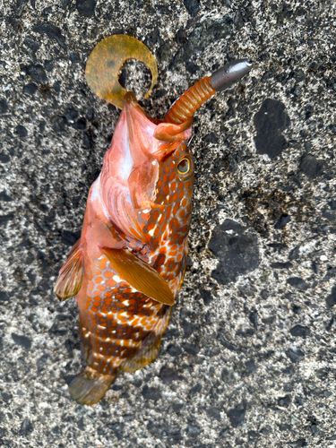 キジハタの釣果