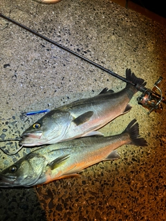 シーバスの釣果