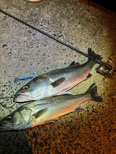 シーバスの釣果