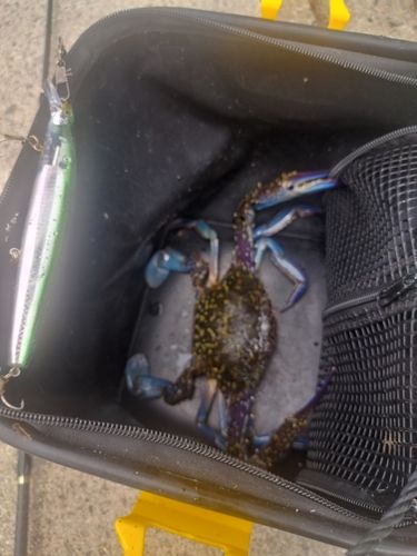 ワタリガニの釣果