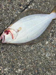 ソゲの釣果