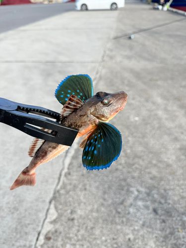 ホウボウの釣果