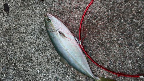 ハマチの釣果