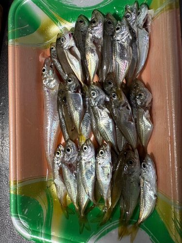 アジの釣果