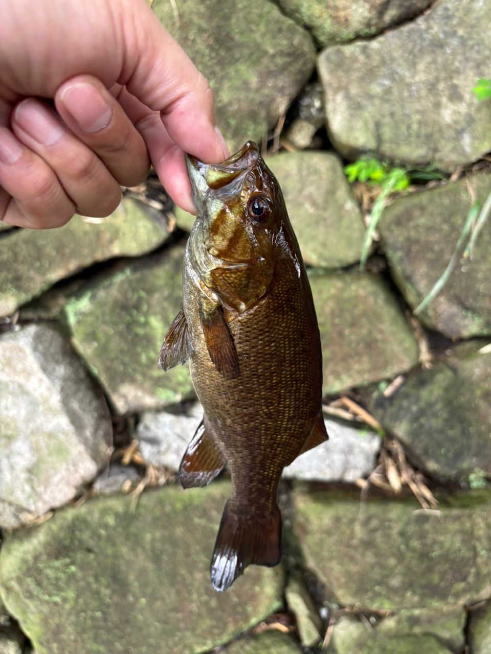 Megabass 19レヴァンテ JP F2-69LVS 4Pの最安値・インプレ・釣果