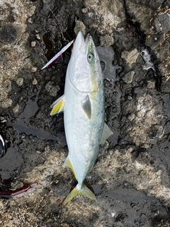ワラサの釣果
