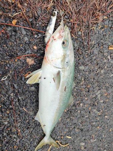 ツバスの釣果
