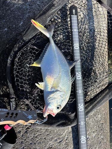 ロウニンアジの釣果