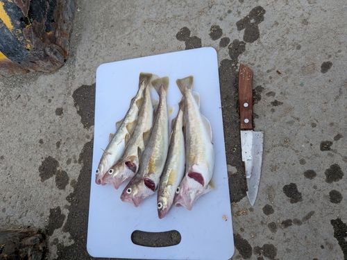 コマイの釣果