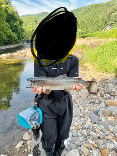 サクラマスの釣果