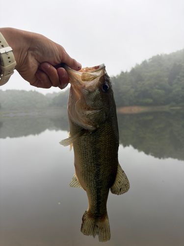 ラージマウスバスの釣果