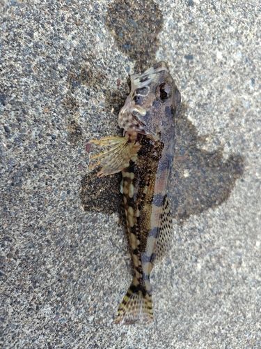 アサヒアナハゼの釣果