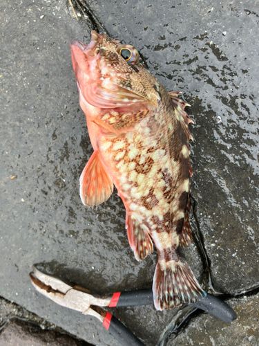カサゴの釣果