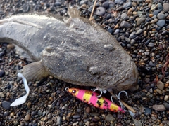 マゴチの釣果