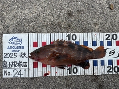 キジハタの釣果