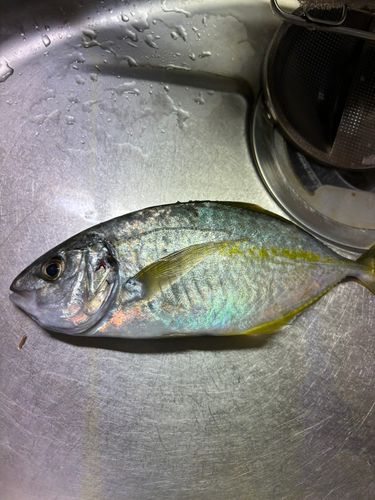 シマアジの釣果
