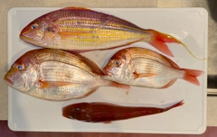 ホウボウの釣果