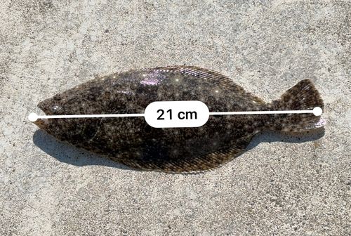 ヒラメの釣果