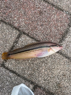 ベラの釣果