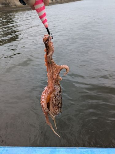 マダコの釣果